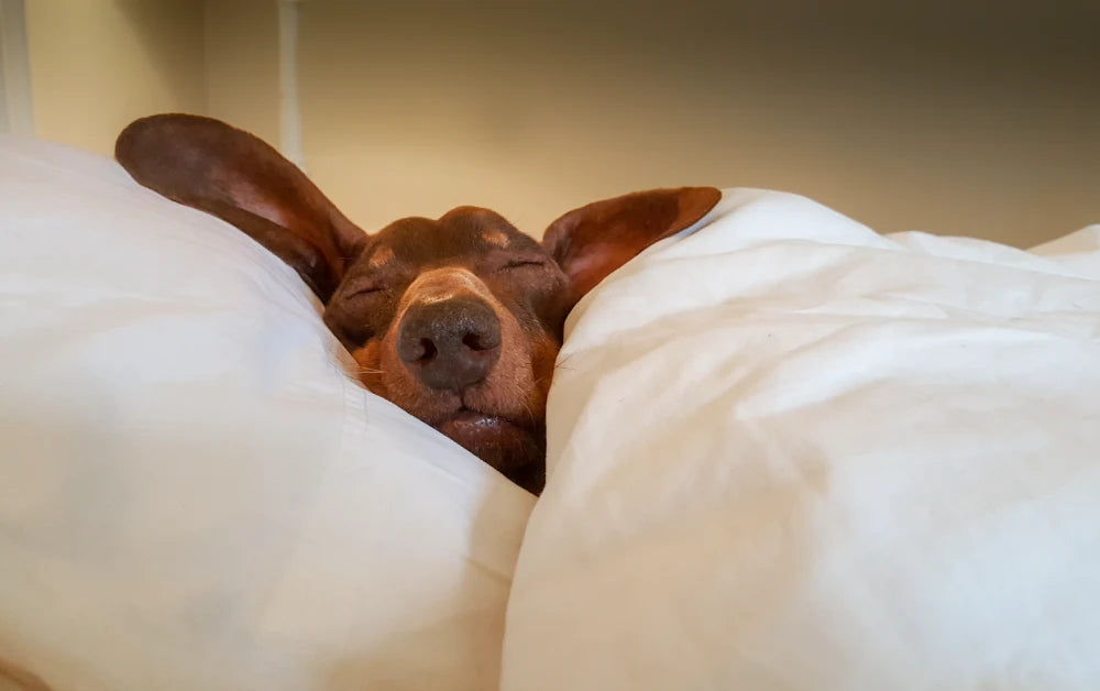 Tips For Better Sleep During the Winter