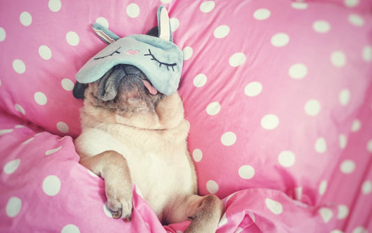 Image shows a dog looking cool in bed to show the importance of sleeping cool - Mattress King
