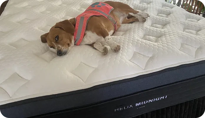 A brown and white dog wearing a pink reflective harness lies on its back on a white quilted mattress. The mattress brand 'HELIX MIDNIGHT' is visible on the black side border.